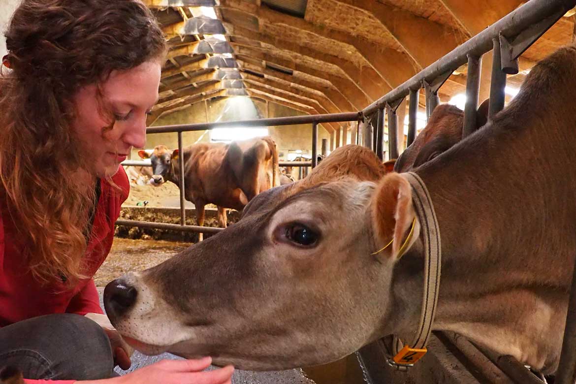 Nylander biologische kaas, boter en vlees van jersey koeien in Friesland
